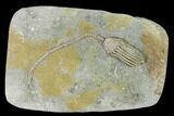 Fossil Crinoid (Macrocrinus) - Crawfordsville, Indiana #135544-1